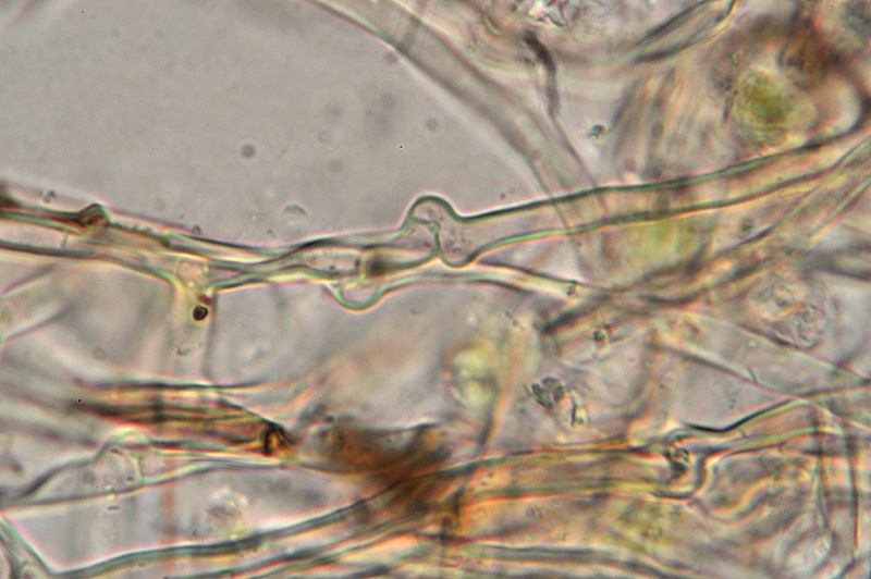 Peniophora... non... Peniophora! (Porostereum spadiceum)
